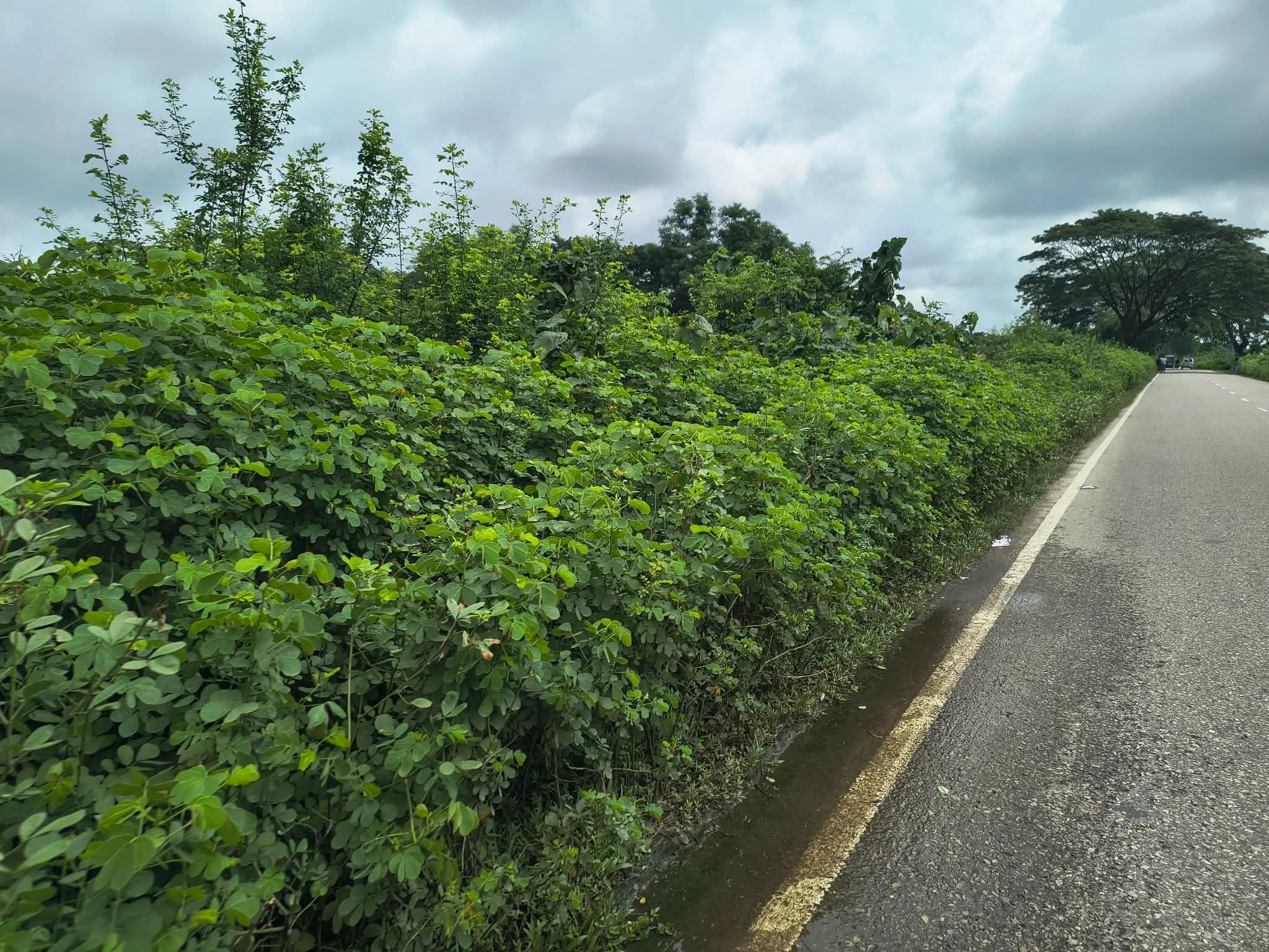 সিলেট-জকিগঞ্জ আঞ্চলিক সড়কের দুইপাশ ঝোপঝাড়ে ও আগাছায় ঢেকে গেছে