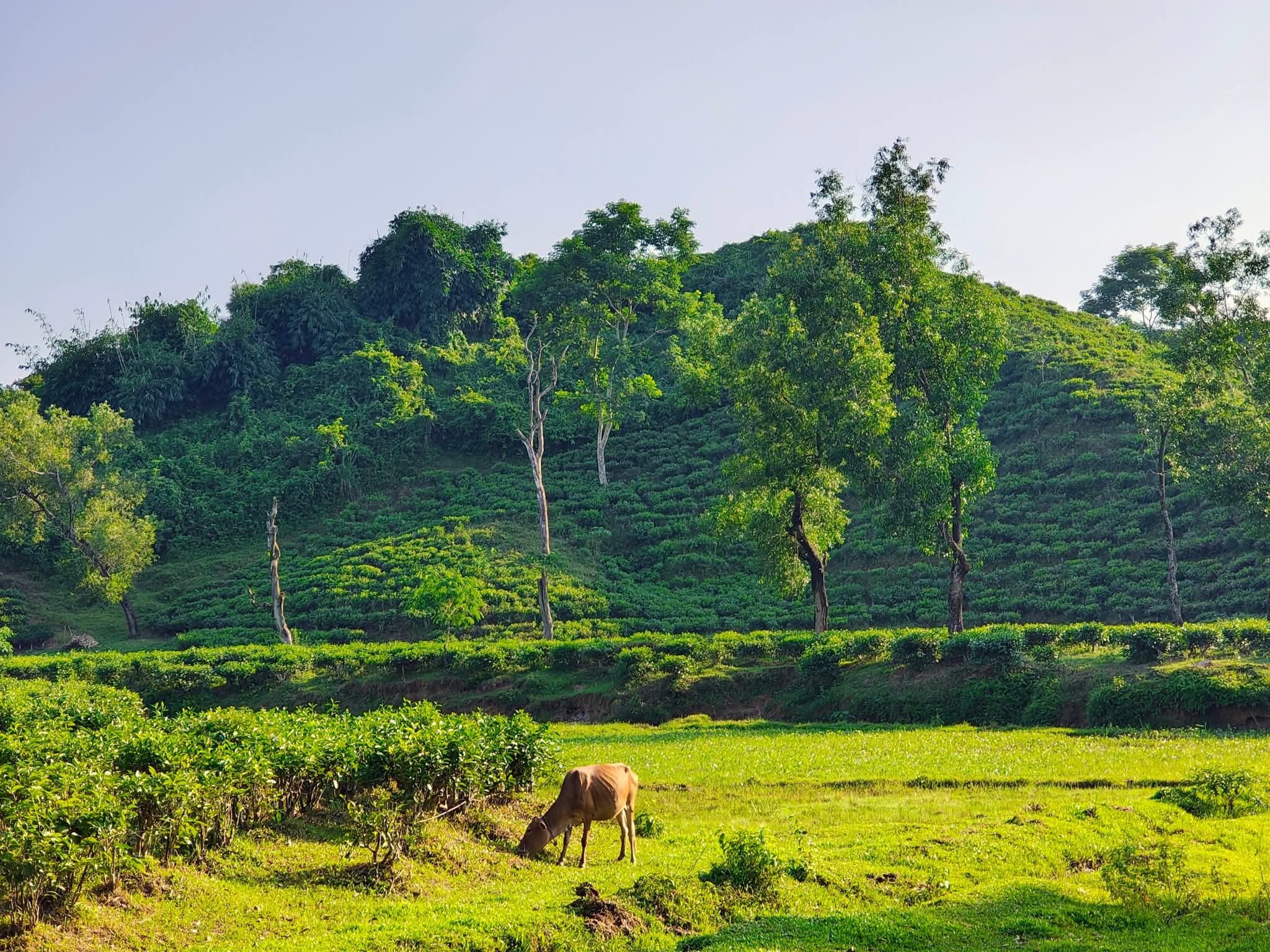 চা বাগান-খাদিম নগর