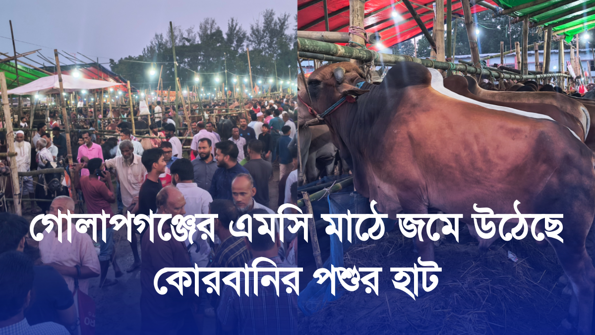 গোলাপগঞ্জের এমসি মাঠে জমে উঠেছে কোরবানির পশুর হাট